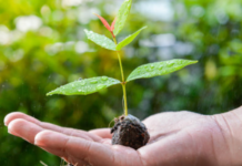 Perfect Soil for Avocado Trees Growing in 2023 soil for avocado trees
