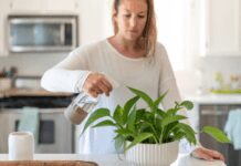 The Top Guide to Growing and Caring for Pothos: Thriving Indoor Plants Made Easy Caring for Pothos