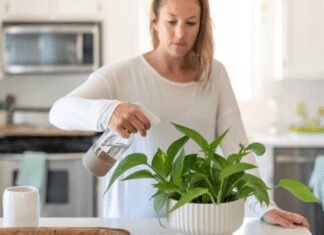 The Top Guide to Growing and Caring for Pothos: Thriving Indoor Plants Made Easy Caring for Pothos