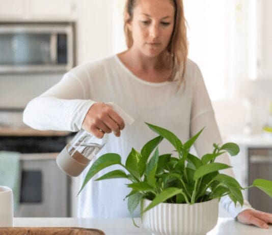 The Top Guide to Growing and Caring for Pothos: Thriving Indoor Plants Made Easy Caring for Pothos