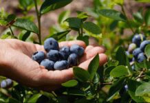 Best 8 Container Planting Blueberries To Grow Container Planting Blueberries