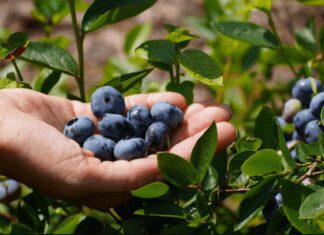 Best 8 Container Planting Blueberries To Grow Container Planting Blueberries