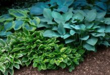 Hosta Plants: A Complete Guide to Growing and Caring for These Beautiful Perennials Hosta Plants