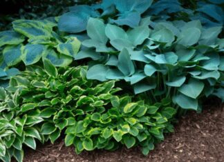 Hosta Plants: A Complete Guide to Growing and Caring for These Beautiful Perennials Hosta Plants