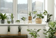Top 10 Near Natural Plants to Enhance Your Home Near Natural Plants