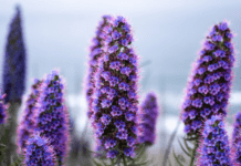 Pride of Madeira – A 1 Captivating Coastal Gem Pride of Madeira