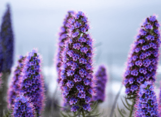 Pride of Madeira – A 1 Captivating Coastal Gem Pride of Madeira