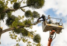 Why Hiring a Professional for Tree Removal Matters : The Art of Arboriculture Why Hiring a Professional for Tree Removal