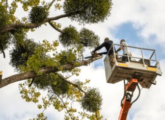 Why Hiring a Professional for Tree Removal Matters : The Art of Arboriculture Why Hiring a Professional for Tree Removal