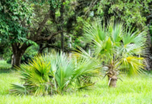 The Best Hardy Palm Trees: Top 9 Palms To Plant Best Hardy Palm Trees