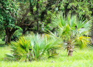 The Best Hardy Palm Trees: Top 9 Palms To Plant Best Hardy Palm Trees