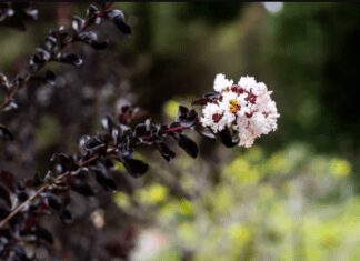 Black Diamond Crape Myrtles: 6 Most Popular Varieties Black Diamond Crape Myrtles