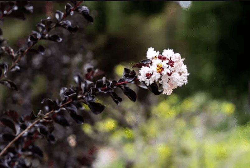 Black Diamond Crape Myrtles