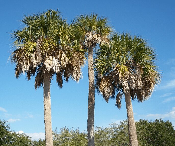 Cabbage Palm Sabal palmetto