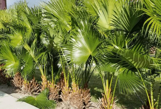 Chinese Fan Palm Livistona chinensis