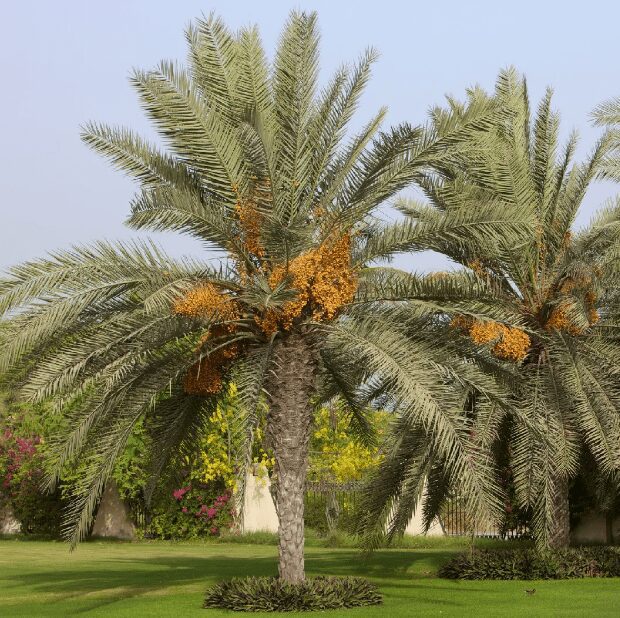 Date Palm Phoenix dactylifera