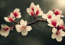 Growing A Flowering Peach Tree In 9 Easy Steps Flowering Peach Tree
