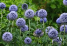 The Globe Thistle Adventure: 5 Crucial Steps of Growing Globe Thistle Plants Globe Thistle