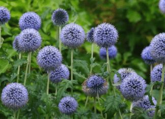 The Globe Thistle Adventure: 5 Crucial Steps of Growing Globe Thistle Plants Globe Thistle