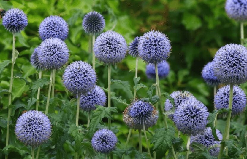 Globe Thistle