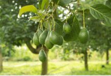 Growing Avocado Trees Made Easy: Ultimate Guide to Varieties, Climate Needs, and Care Growing Avocado Trees