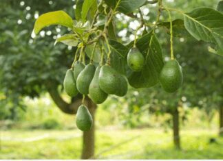 Growing Avocado Trees Made Easy: Ultimate Guide to Varieties, Climate Needs, and Care Growing Avocado Trees