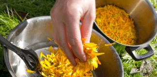How to Make a Healing Herbal Eczema Salve at Home (2026) Herbal Eczema Salve