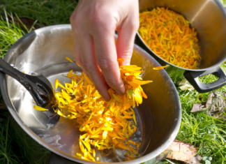 Recipe For A Homemade Herbal Eczema Salve Herbal Eczema Salve