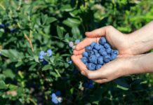 How To Grow Blueberries Indoors And Outdoors How To Grow Blueberries Indoors And Outdoors