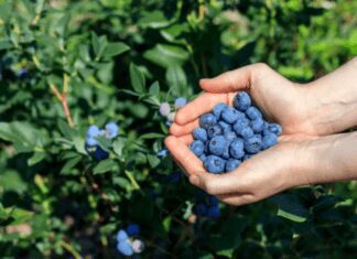 How To Grow Blueberries Indoors And Outdoors How To Grow Blueberries Indoors And Outdoors