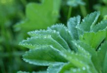 Lady’s Mantle: The Enchanting Alchemilla mollis in Your Garden Lady's Mantle