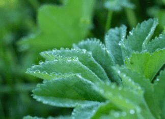 Lady’s Mantle: The Enchanting Alchemilla mollis in Your Garden Lady's Mantle