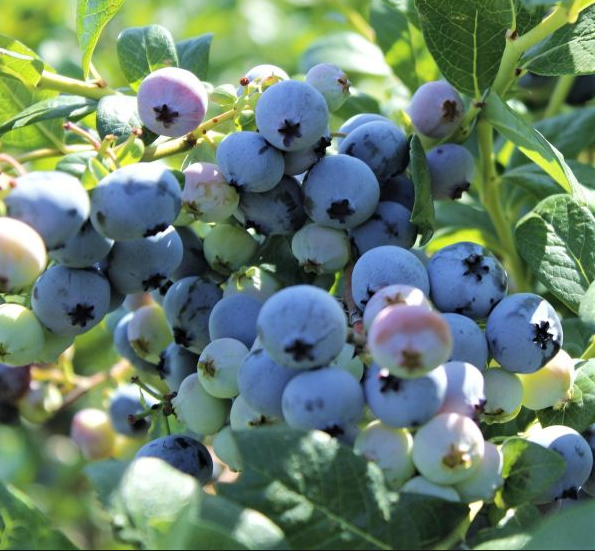 NorthSky Blueberries