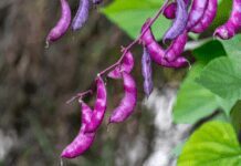 7 Quick Steps To Grow Purple Hyacinth Bean Vine Purple hyacinth bean vine