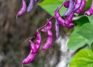 7 Quick Steps To Grow Purple Hyacinth Bean Vine Purple hyacinth bean vine