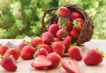 Cultivate Perfect Sequoia Strawberry: Essential Care and Growth Techniques for a Fruitful Garden Sequoia Strawberry