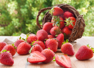 Cultivate Perfect Sequoia Strawberry: Essential Care and Growth Techniques for a Fruitful Garden Sequoia Strawberry