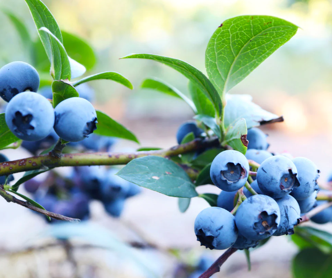 Sunshine Blueberries