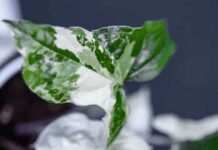 Syngonium Albo Care Guide: All You Need To Know Syngonium Albo