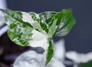 Syngonium Albo Care Guide: All You Need To Know Syngonium Albo