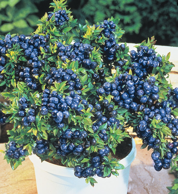 Top Hat Blueberries