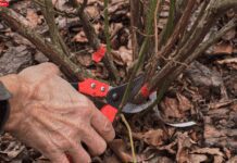 Winter Care for Blueberry Plants: How to Avoid Winter Damage Winter Care for Blueberry Plants