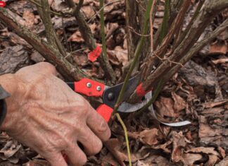 Winter Care for Blueberry Plants: How to Avoid Winter Damage Winter Care for Blueberry Plants