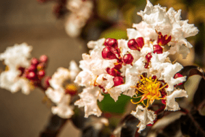 black diamond pure white crape myrtle