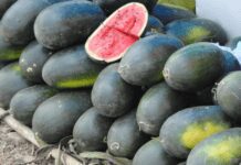Step-by-Step: How to Grow Black Diamond Watermelons Black Diamond Watermelons