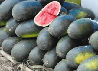 Step-by-Step: How to Grow Black Diamond Watermelons Black Diamond Watermelons