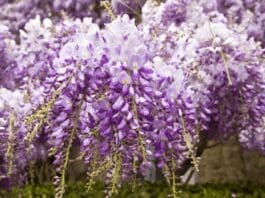 Chinese Wisteria: How to Grow, Prune, Control, and Choose Safer Alternatives Chinese Wisteria