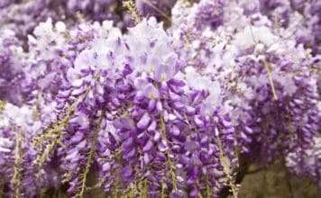 Chinese Wisteria: How to Grow, Prune, Control, and Choose Safer Alternatives Chinese Wisteria