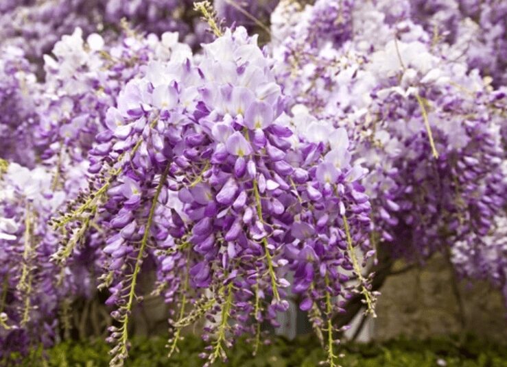 Chinese Wisteria