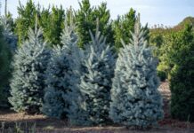 Growing Colorado Blue Spruce: Tips for Success Colorado blue spruce